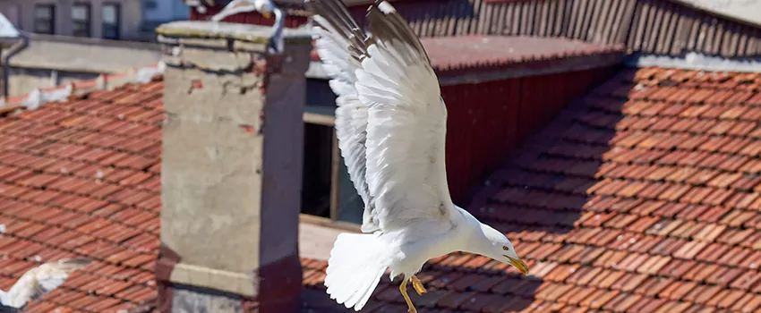 Residential Chimney Animal Removal Solution in Doral, FL